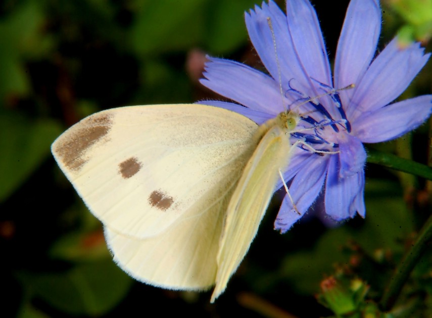 Farfalle in volo e vecchi Coprinus